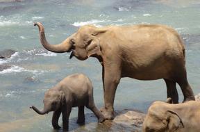 Elephant Mother and Child in Sri lanka