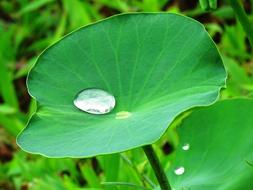 Lotus Leaf Water Drop