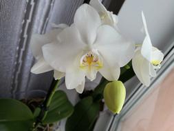 Orchid White Macro