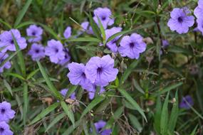 little purple beautiful flowers