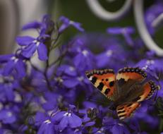 Butterfly Flowers Insect