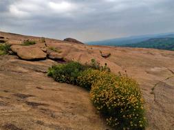 yellow desert wildflowers