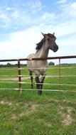 Grey Horse in Fenced corral