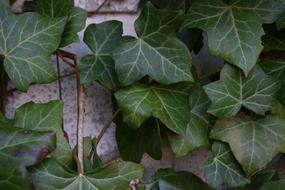 Ivy Plant Green