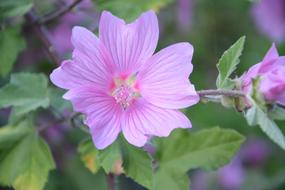 Hibiscus Pink Flowers Green Leaves