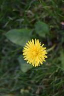 Dandelion Flower Weed