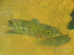 Fish River Swimming
