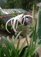 white Flowers Blossom in the garden