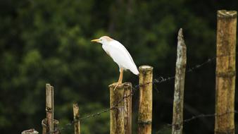 Birds Nature Guatica