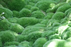 Moss Green Nature