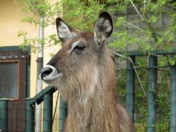 Mammal Zoo Head