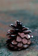 Pinecone Fall