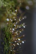 grass with raindrops