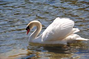 white Swan in Lake Nature