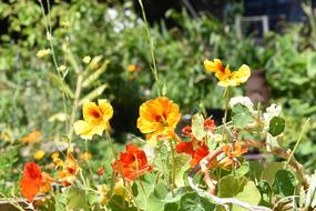 garden wildflowers are beautiful