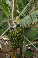 Unripe bananas on a tree