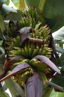 banana planting
