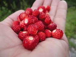 red berries in your hand