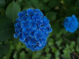 Hydrangea Flowers Rainy Season