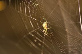 Insects Animals Birds