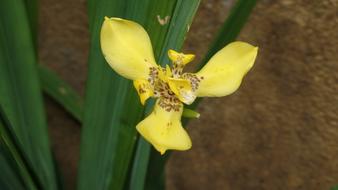 Yellow petals in the garden