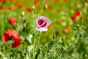 Klatschmohn Poppy Flower Wild