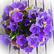 Flower Petunia Ornamental Plant