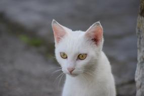 Cat White