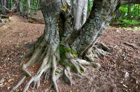 Forest Tree Nature