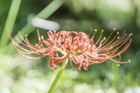 red spider Flowering Plant