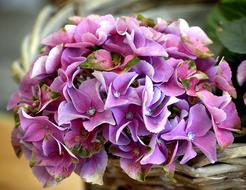 Hydrangea Blossom Bloom