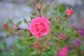 Rose Bud Rosebush Pink