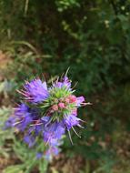 Flower Purple Nature