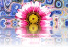 flower summer blossom bloom plant