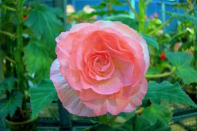 a gorgeous pink flower bud