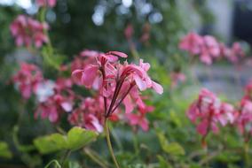 little pink flowers in the garden