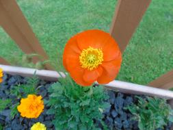 Poppy Flower Orange