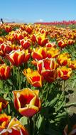 Red and yellow Tulips Flowers in summer
