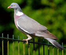 Ringdove Dove Bird