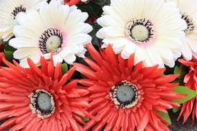 Montenegro Podgorica Cemetery