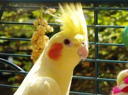 Cockatiel Bird Yellow