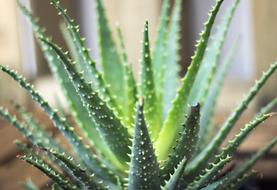 Plant Green Cactus