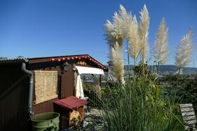 Garden Shed Nature