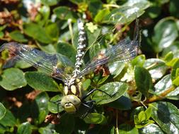 Dragonfly Animal Nature Flight
