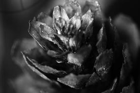 Pinecone Macro