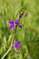 Flower Field Weed