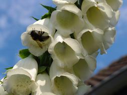 a bee in a white flower