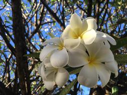Valentine Flower Plumeria