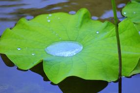 Lotus Water Nirvana plant