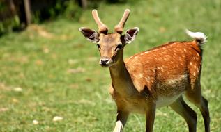 young deer walking in the grass